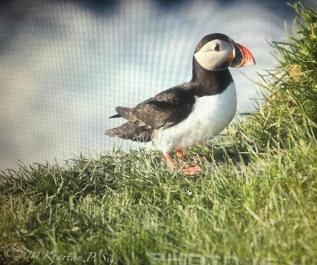Puffin Nest Capsule Hostel Вестманеяр Екстериор снимка